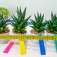 Sansevieria Boi Boi (AC63) | Imported Snake Plant
