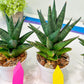 Sansevieria Boi Boi (AC63) | Imported Snake Plant