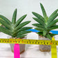 Sansevieria Virdi lisciu XL (#A3) | Imported Plants | Rare Hybrid Species