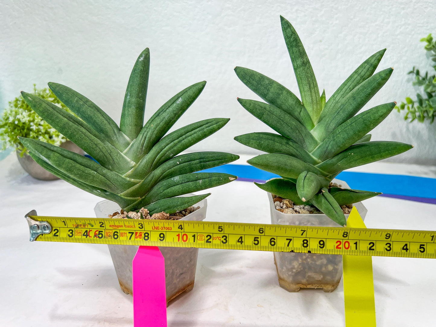 Sansevieria Virdi lisciu XL (#A3) | Imported Plants | Rare Hybrid Species