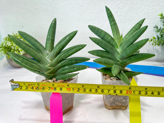 Sansevieria Virdi lisciu XL (#A3) | Imported Plants | Rare Hybrid Species