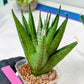 Sansevieria Nakhon luang (#A3) | Select Your Unique Exotic Plant