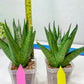 Sansevieria Nakhon luang (#A3) | Select Your Unique Exotic Plant