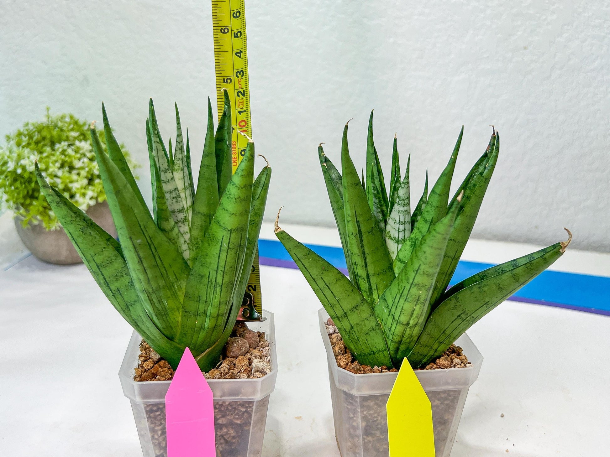 Sansevieria Nakhon luang (#A3) | Select Your Unique Exotic Plant