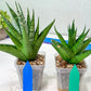 Sansevieria Nakhon luang (#A3) | Select Your Unique Exotic Plant