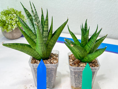 Sansevieria Nakhon luang (#A3) | Select Your Unique Exotic Plant