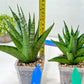 Sansevieria Nakhon luang (#A3) | Select Your Unique Exotic Plant