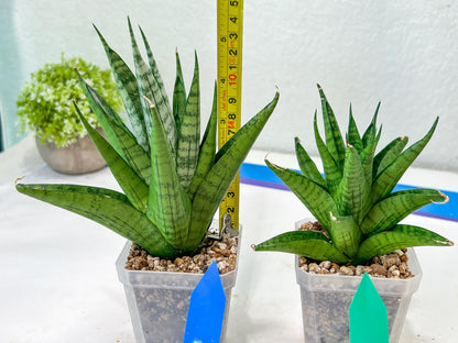 Sansevieria Nakhon luang (#A3) | Select Your Unique Exotic Plant