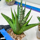 Sansevieria Nakhon luang (#A3) | Select Your Unique Exotic Plant