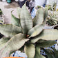 Sansevieria Rosalie (#A3) | Rare Imported House Plants