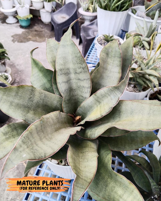 Sansevieria Rosalie (#A3) | Rare Imported House Plants