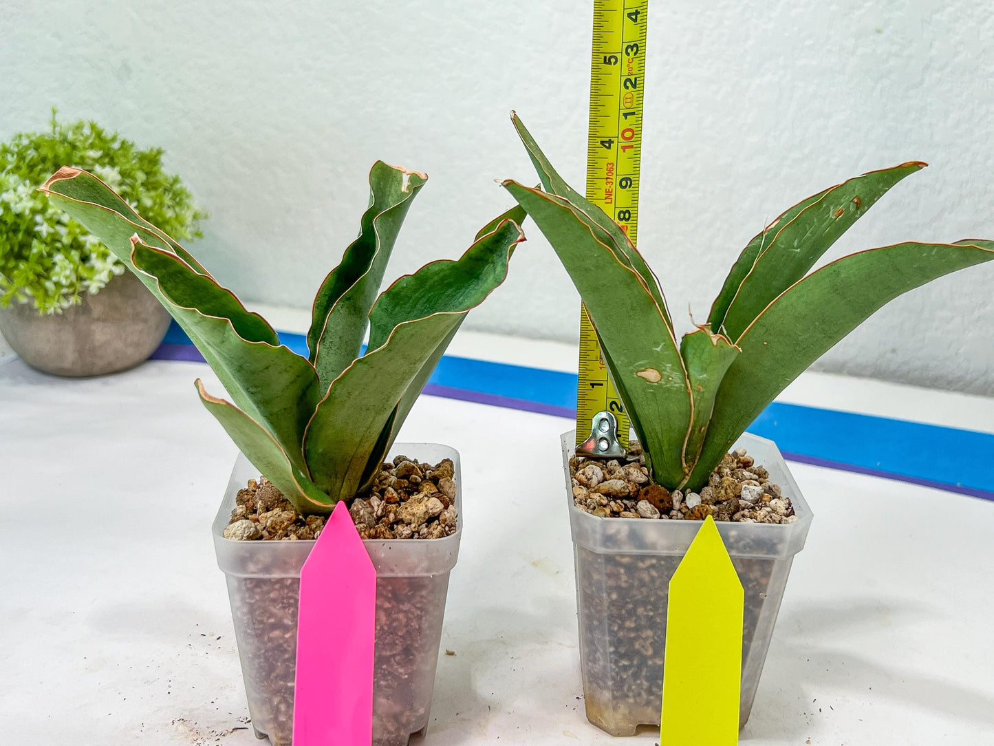 Sansevieria Rosalie (#A3) | Rare Imported House Plants