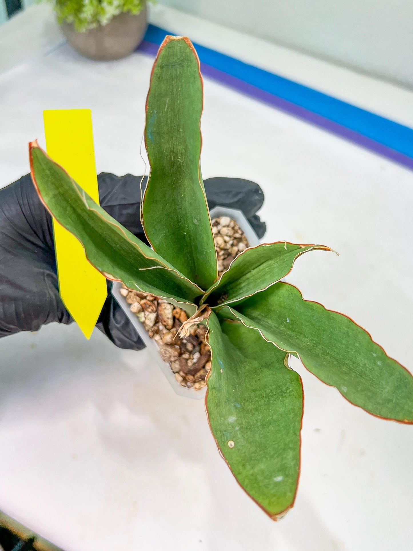 Sansevieria Rosalie (#A3) | Rare Imported House Plants