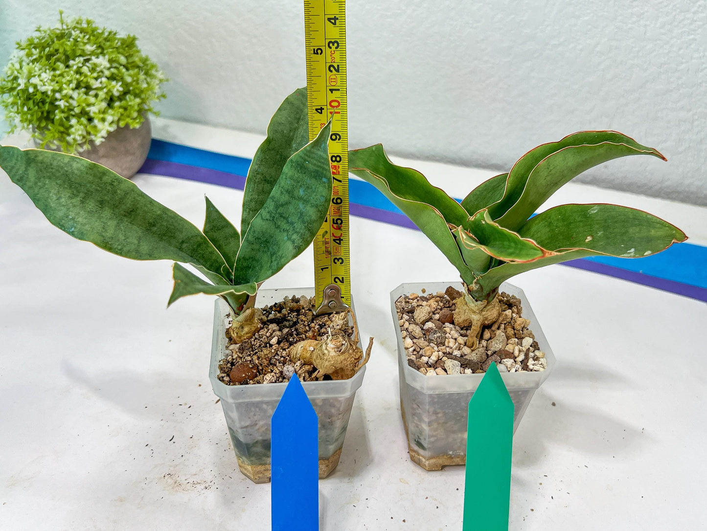 Sansevieria Rosalie (#A3) | Rare Imported House Plants