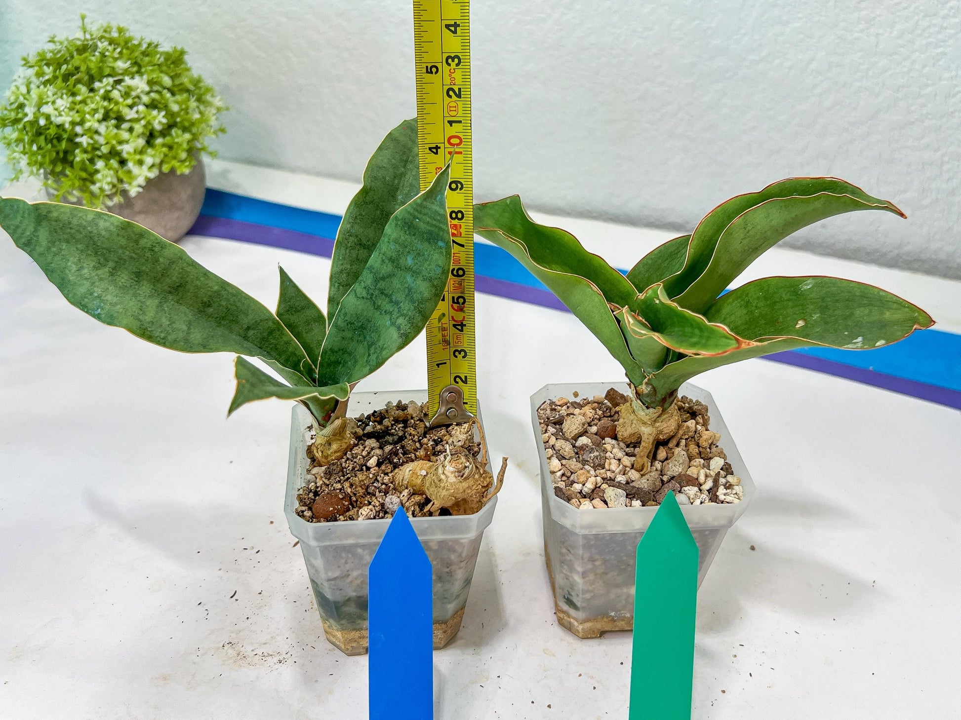 Sansevieria Rosalie (#A3) | Rare Imported House Plants