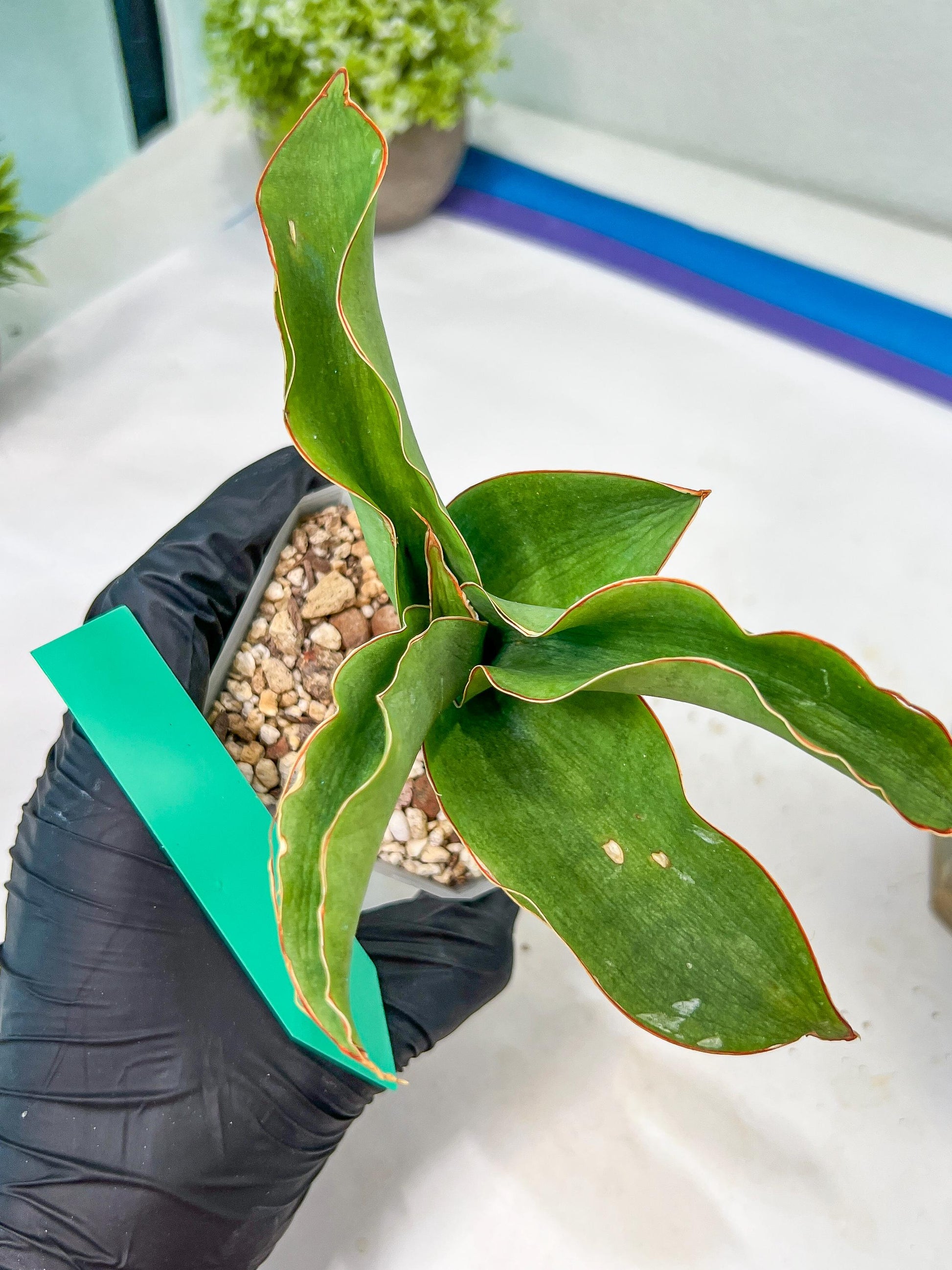 Sansevieria Rosalie (#A3) | Rare Imported House Plants