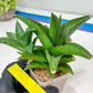 Sansevieria Hybrid Maya (#A4) | Imported Plants | Rare Hybrid Species