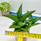 Sansevieria Hybrid Maya (#A4) | Imported Plants | Rare Hybrid Species
