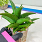 Sansevieria Hybrid Maya (#A4) | Imported Plants | Rare Hybrid Species