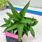 Sansevieria Hybrid Maya (#A4) | Imported Plants | Rare Hybrid Species