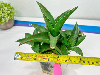 Sansevieria Hybrid Maya (#A4) | Imported Plants | Rare Hybrid Species