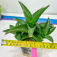 Sansevieria Hybrid Maya (#A4) | Imported Plants | Rare Hybrid Species
