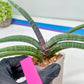 Sansevieria Terung Muda (#A4) | Rare Imported House Plants