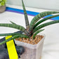 Sansevieria Terung Muda (#A4) | Rare Imported House Plants