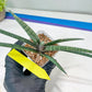 Sansevieria Terung Muda (#A4) | Rare Imported House Plants