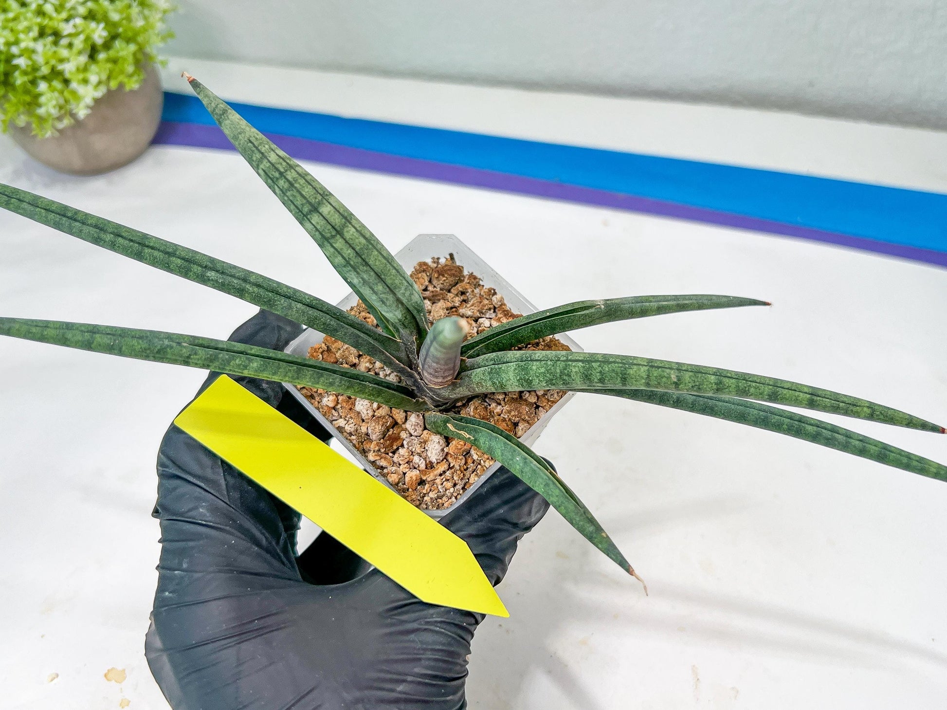 Sansevieria Terung Muda (#A4) | Rare Imported House Plants