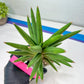 Sansevieria Repeta (C6) | Imported Plants | Rare Hybrid Species