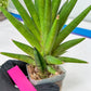 Sansevieria Repeta (C6) | Imported Plants | Rare Hybrid Species