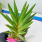 Sansevieria Repeta (C6) | Imported Plants | Rare Hybrid Species