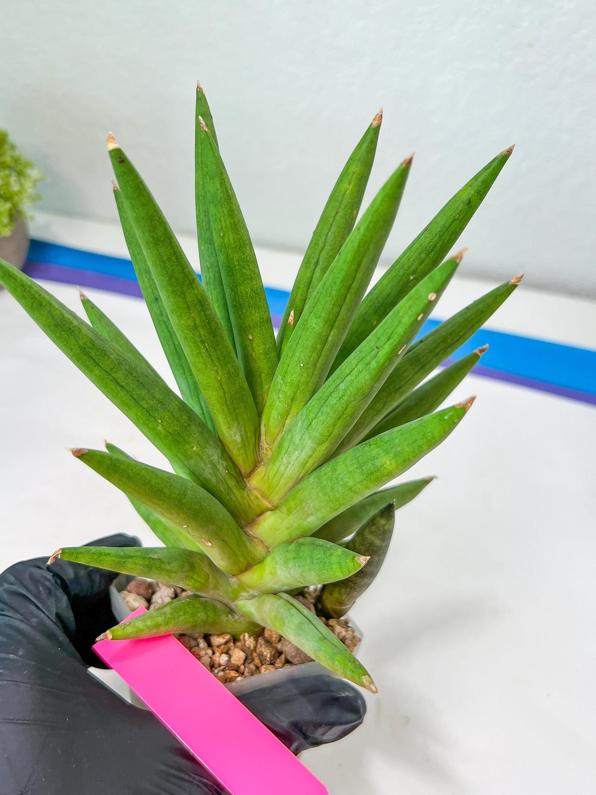 Sansevieria Repeta (C6) | Imported Plants | Rare Hybrid Species