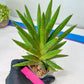 Sansevieria Repeta (C6) | Imported Plants | Rare Hybrid Species