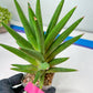 Sansevieria Repeta (C6) | Imported Plants | Rare Hybrid Species