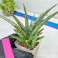 Sansevieria Crown up (#C6) | Imported Plants | Rare Hybrid Species