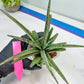 Sansevieria Crown up (#C6) | Imported Plants | Rare Hybrid Species