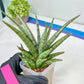 Sansevieria Crown up (#C6) | Imported Plants | Rare Hybrid Species