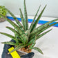 Sansevieria Crown up (#C6) | Imported Plants | Rare Hybrid Species