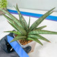 Sansevieria Crown up (#C6.5) | Imported Snake Plants