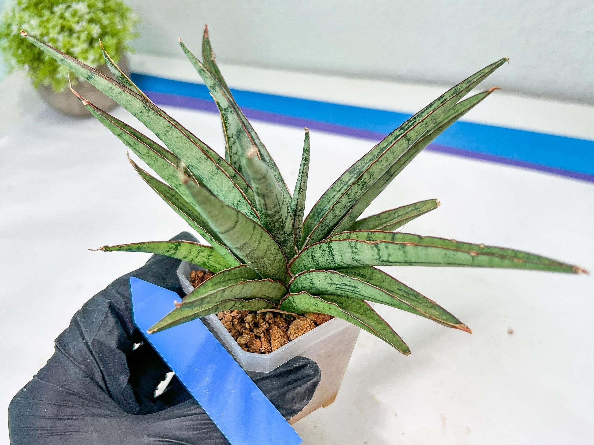 Sansevieria Crown up (#C6.5) | Imported Snake Plants