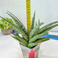 Sansevieria Crown up (#C6.5) | Imported Snake Plants