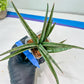 Sansevieria Crown up (#C6.5) | Imported Snake Plants