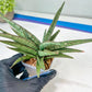 Sansevieria Crown up (#C6.5) | Imported Snake Plants