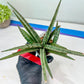Sansevieria Crown up (#C6.5) | Imported Snake Plants