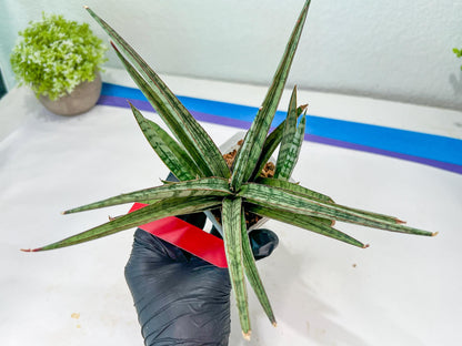 Sansevieria Crown up (#C6.5) | Imported Snake Plants