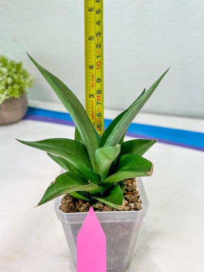 Sansevieria Manee Thewee (PH4) | Rare Imported Hybrids