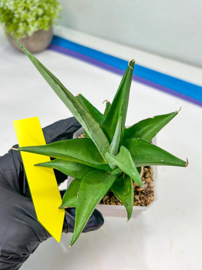 Sansevieria Manee Thewee (PH4) | Rare Imported Hybrids