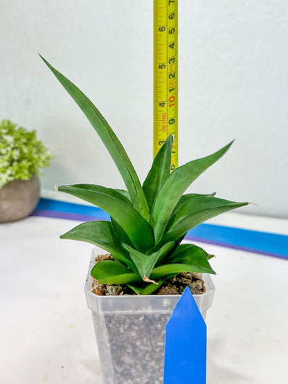 Sansevieria Manee Thewee (PH4) | Rare Imported Hybrids